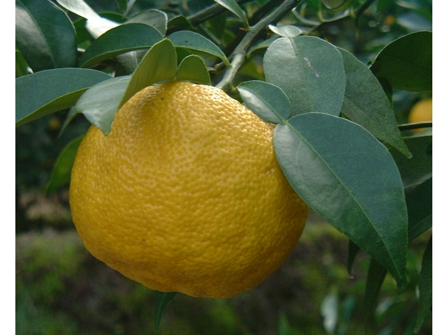 柚子(イメージ)