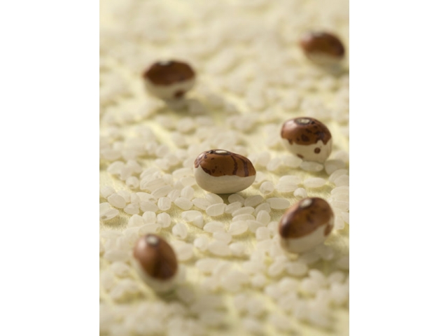みんなで知恵を絞る福とら豆